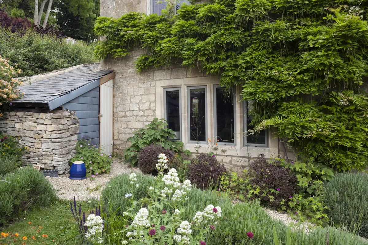 Close view of a stone cottage window under wisteria